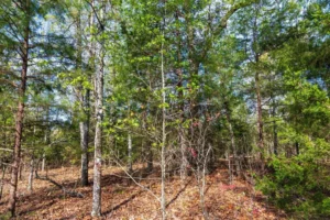 Autumnwood – 5.7 to 7.5 Acre Wooded Tracts, Fulton County AR – RVs Allowed – $999 Down