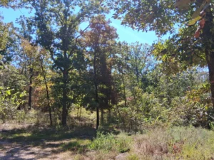 Acerage Near Table Rock Lake- No Restrictions